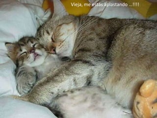 Vieja, me estás aplastando …!!!! 