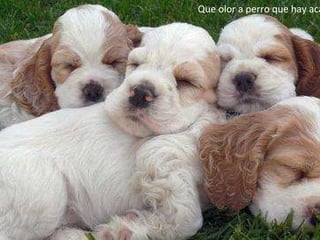 Que olor a perro que hay acá … 