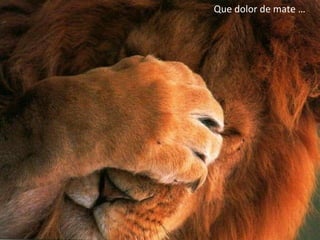 Que dolor de mate … 