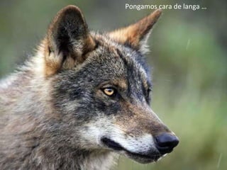 Pongamos cara de langa … 