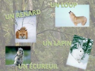 UN LOUPUN RENARDUN LAPINUN ÉCUREUIL