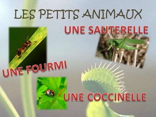 LES PETITS ANIMAUXUNE SAUTERELLEUNE FOURMIUNE COCCINELLE