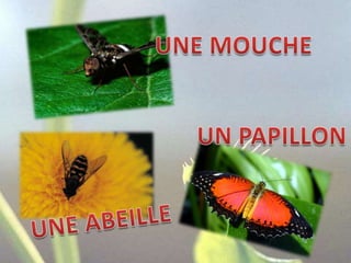 UNE MOUCHEUN PAPILLONUNE ABEILLE
