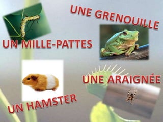 UNE GRENOUILLEUN MILLE-PATTESUNE ARAIGNÉEUN HAMSTER