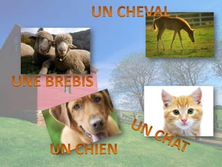 UN CHEVALUNE BREBISUN CHATUN CHIEN