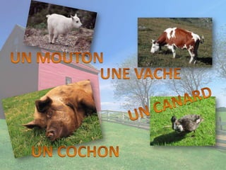 UN MOUTONUNE VACHEUN CANARDUN COCHON