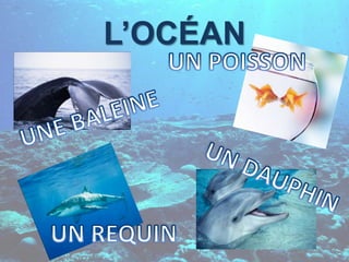L’OCÉANUN POISSONUNE BALEINEUN DAUPHINUN REQUIN