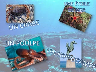 UNE ÉTOILE DE MERUN CRABEUN POULPEUN HIPPOCAMPE