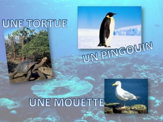 UNE TORTUEUN PINGOUINUNE MOUETTE
