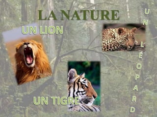 LA NATUREUN LÉOPARDUN LIONUN TIGRE