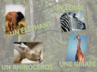 UN ZÈBREUN ÉLÉPHANTUNE GIRAFEUN RHINOCÉROS