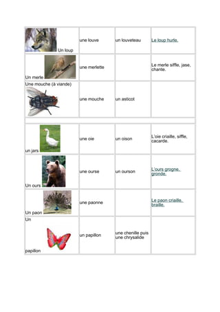 une louve

un louveteau

Le loup hurle.

Un loup
Le merle siffle, jase,
chante.

une merlette
Un merle
Une mouche (à viande)
une mouche

un asticot

une oie

un oison

L’oie criaille, siffle,
cacarde.

une ourse

un ourson

L’ours grogne,
gronde.

un jars

Un ours
Le paon criaille,
braille.

une paonne
Un paon
Un

un papillon

papillon

une chenille puis
une chrysalide

 