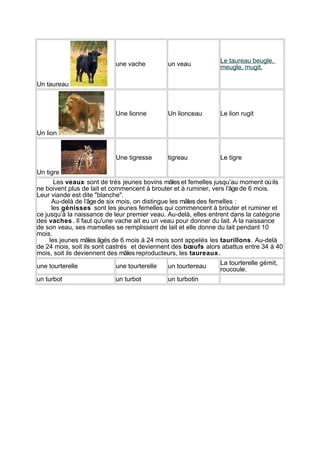 une vache

un veau

Le taureau beugle,
meugle, mugit.

Une lionne

Un lionceau

Le lion rugit

Une tigresse

tigreau

Le tigre

Un taureau

Un lion

Un tigre
Les veaux sont de très jeunes bovins mâles et femelles jusqu’au moment où ils
ne boivent plus de lait et commencent à brouter et à ruminer, vers l’âge de 6 mois.
Leur viande est dite "blanche".
Au-delà de l’âge de six mois, on distingue les mâles des femelles :
les génisses sont les jeunes femelles qui commencent à brouter et ruminer et
ce jusqu’à la naissance de leur premier veau. Au-delà, elles entrent dans la catégorie
des vaches . Il faut qu'une vache ait eu un veau pour donner du lait. À la naissance
de son veau, ses mamelles se remplissent de lait et elle donne du lait pendant 10
mois.
les jeunes mâles âgés de 6 mois à 24 mois sont appelés les taurillons . Au-delà
de 24 mois, soit ils sont castrés et deviennent des bœufs alors abattus entre 34 à 40
mois, soit ils deviennent des mâles reproducteurs, les taureaux .
une tourterelle

une tourterelle

un tourtereau

un turbot

un turbot

un turbotin

La tourterelle gémit,
roucoule.

 