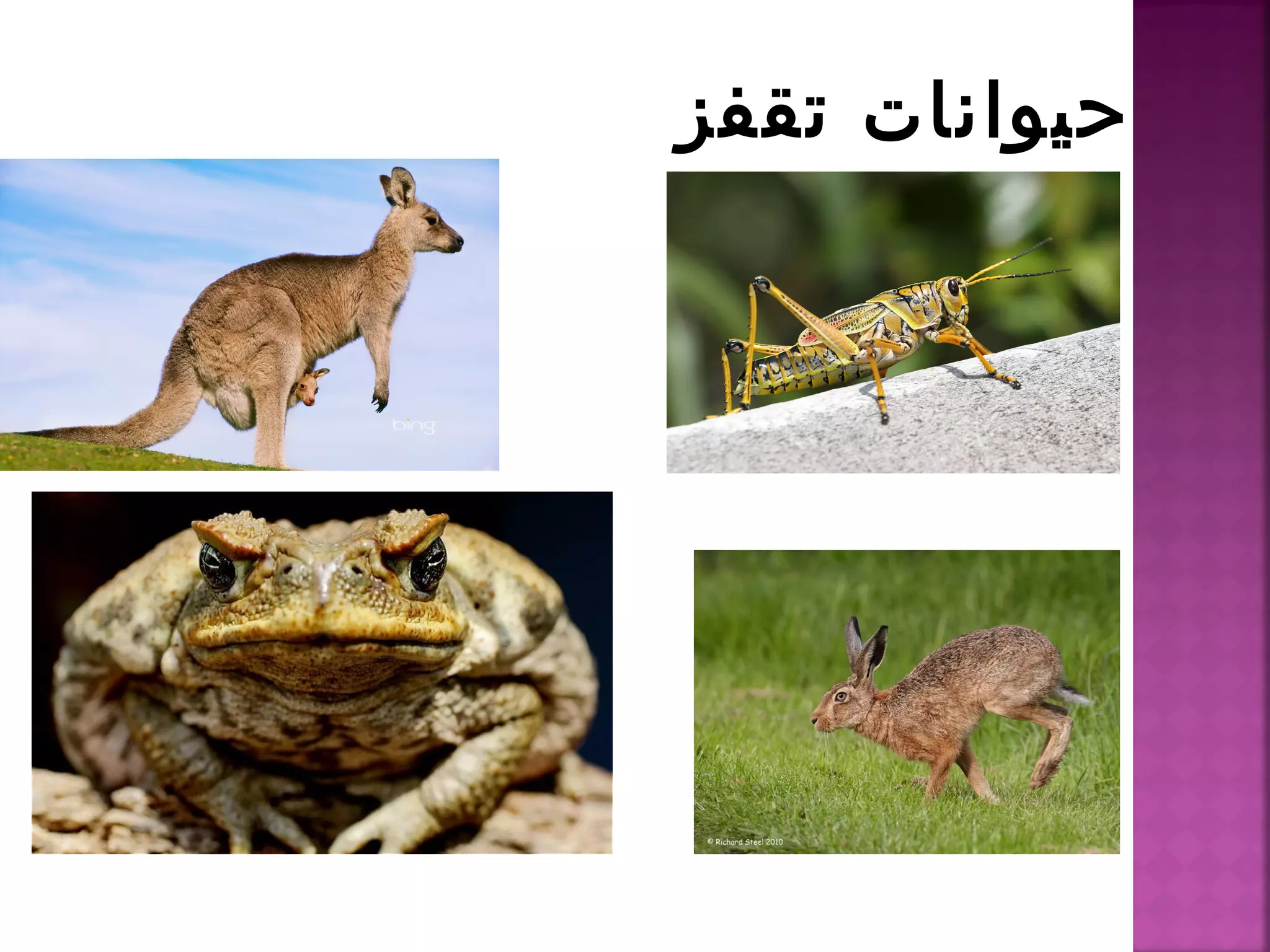 تصنيف الحيوانات | PPT