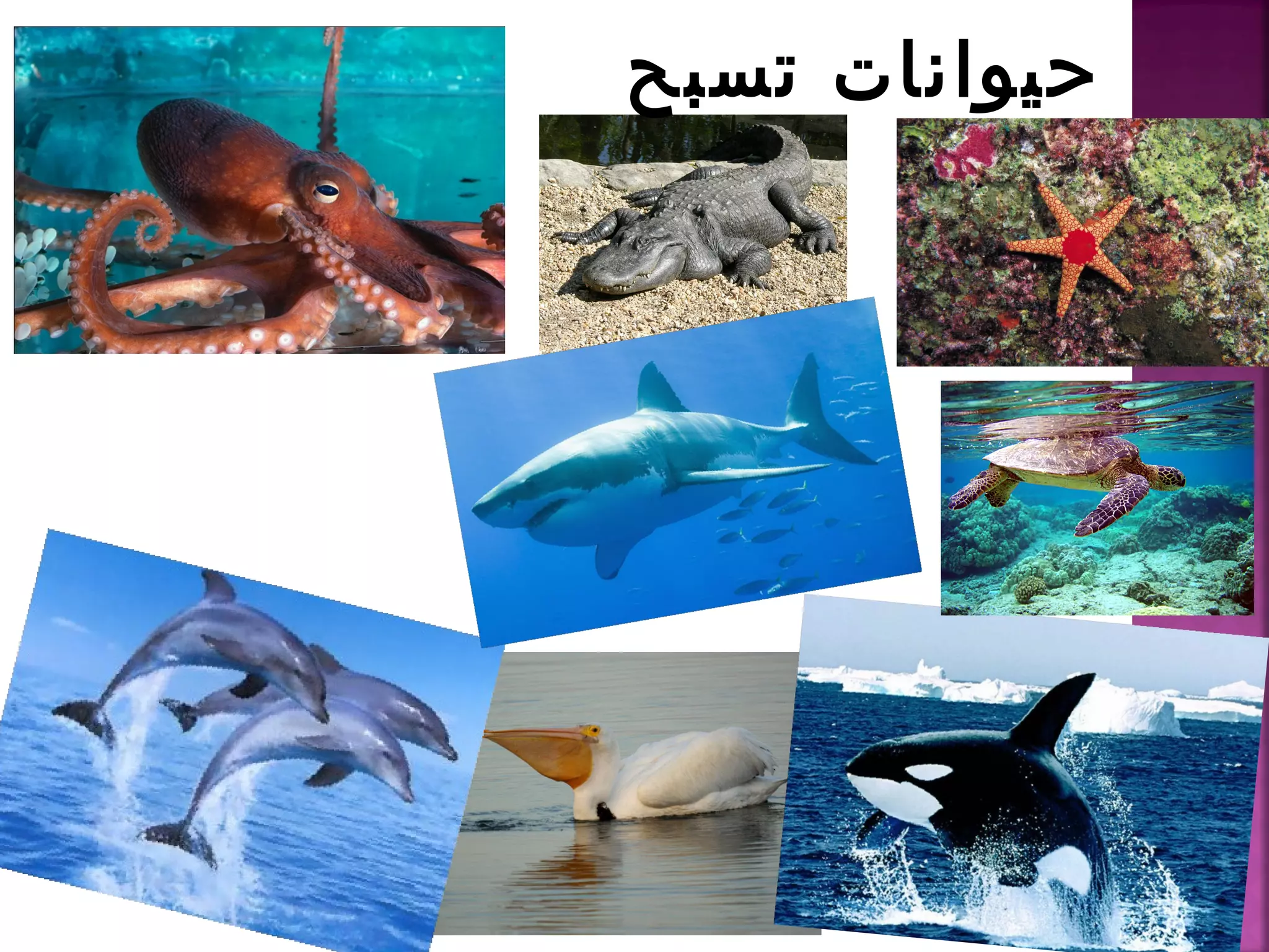 تصنيف الحيوانات | PPT