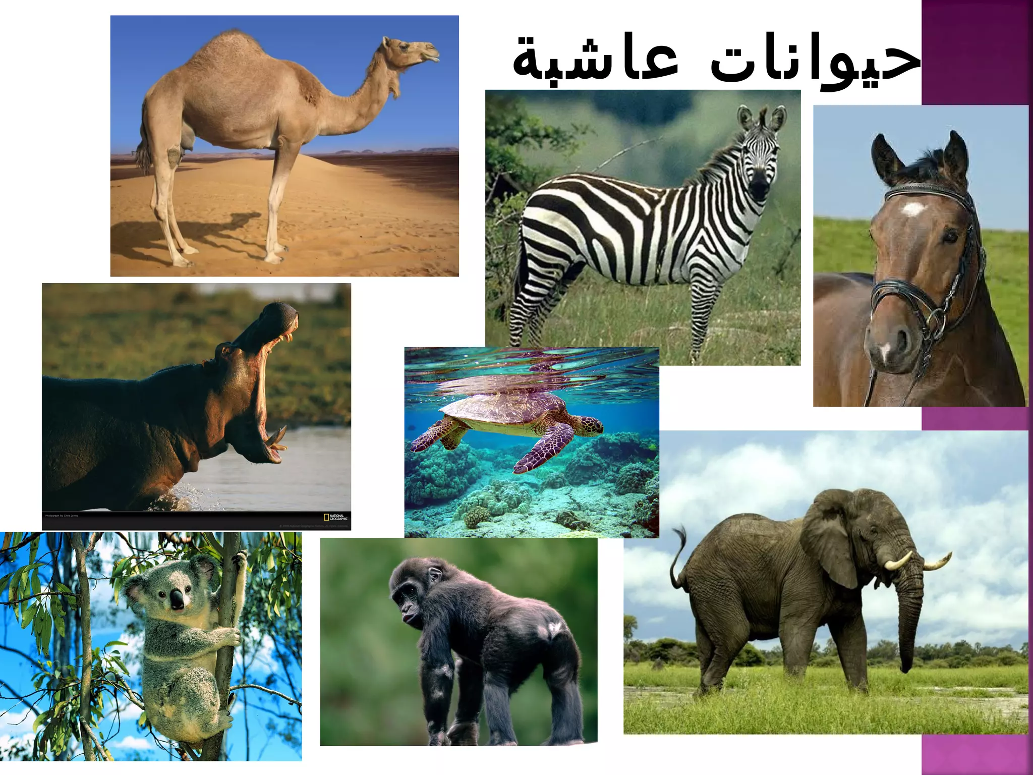 تصنيف الحيوانات | PPT
