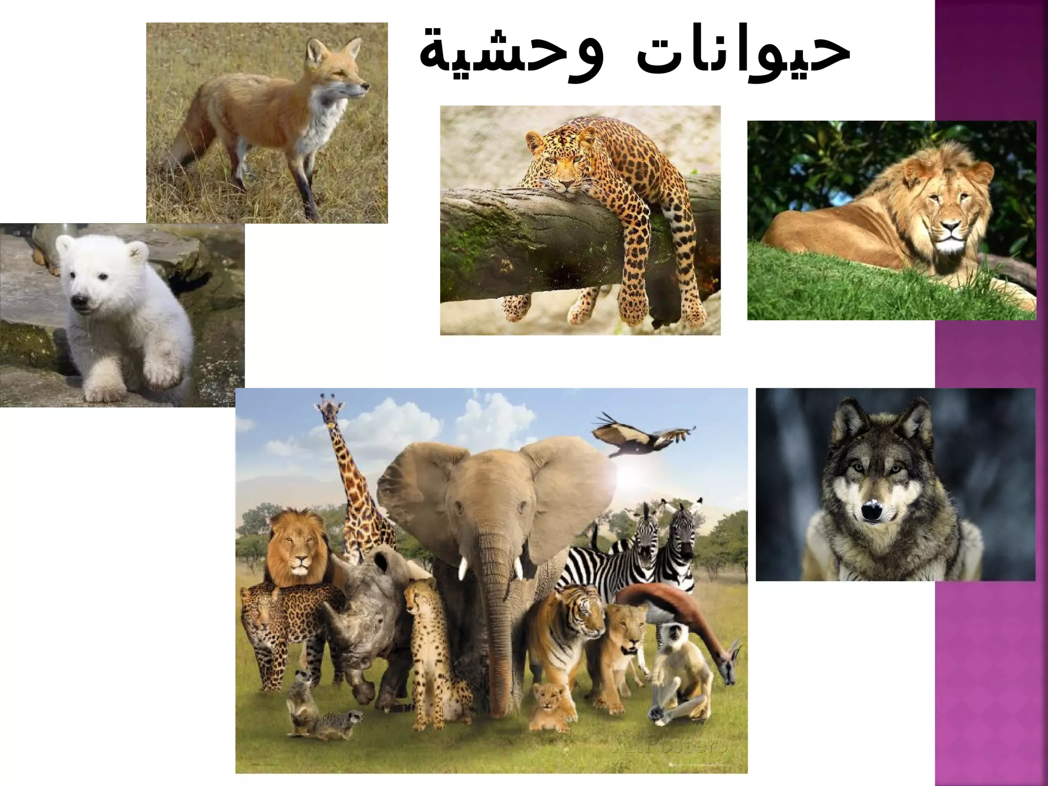 تصنيف الحيوانات | PPT