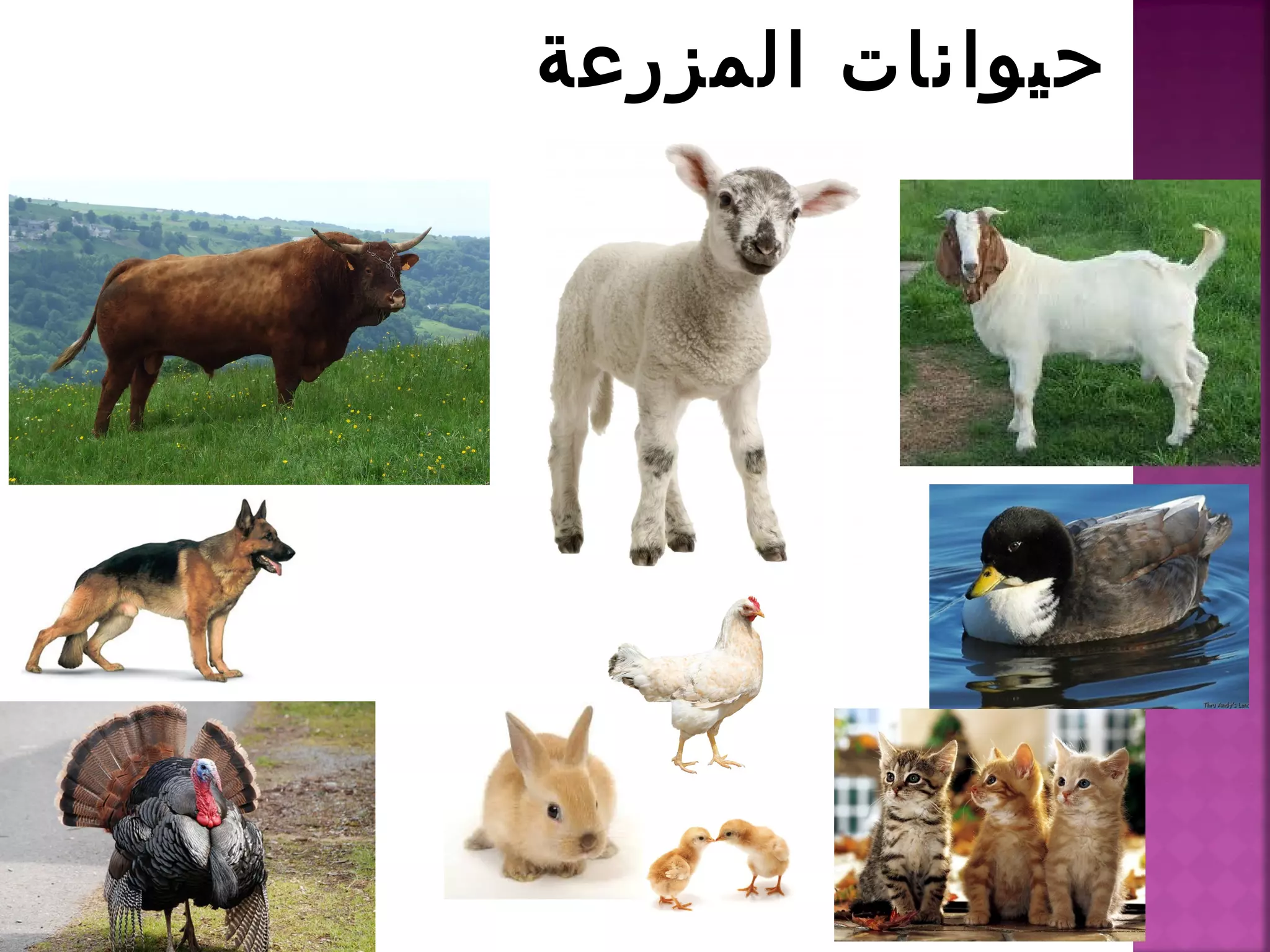 تصنيف الحيوانات | PPT
