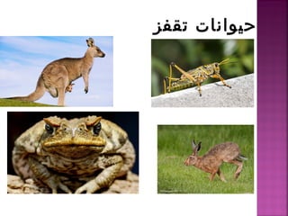 تقفز حيوانات