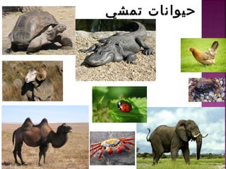 تمشي حيوانات