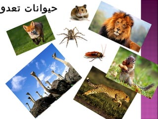 تعدو حيوانات