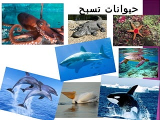 تسبح حيوانات