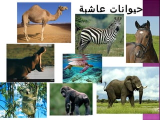 عاشبة حيوانات