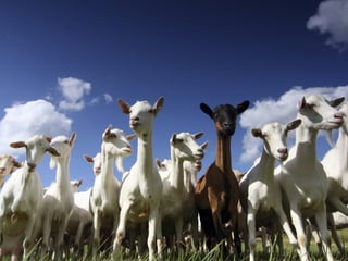 تصنيف الحيوانات