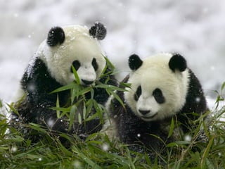 تصنيف الحيوانات