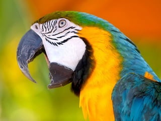 تصنيف الحيوانات