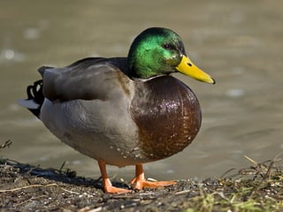 تصنيف الحيوانات