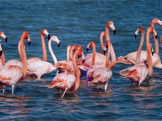 تصنيف الحيوانات