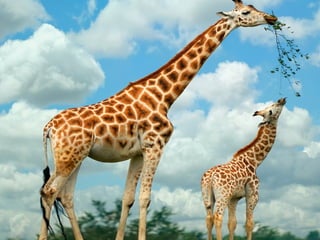 تصنيف الحيوانات