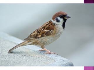 تصنيف الحيوانات