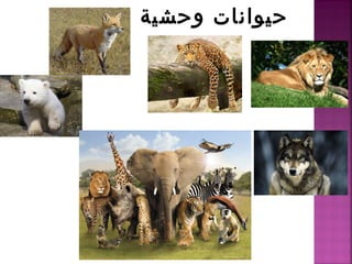 وحشية حيوانات