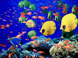 تصنيف الحيوانات