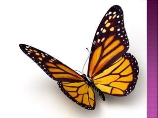 تصنيف الحيوانات