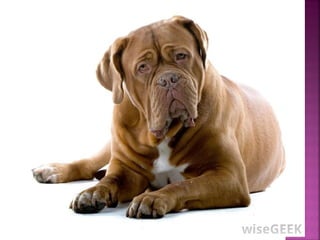 تصنيف الحيوانات