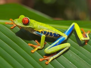 تصنيف الحيوانات