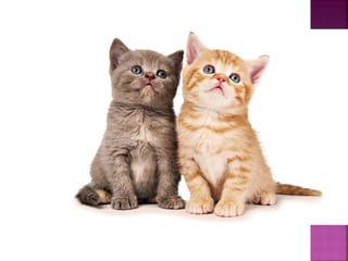 تصنيف الحيوانات