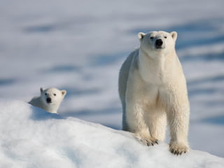 تصنيف الحيوانات