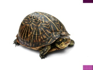 تصنيف الحيوانات