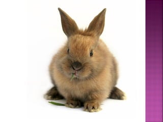 تصنيف الحيوانات