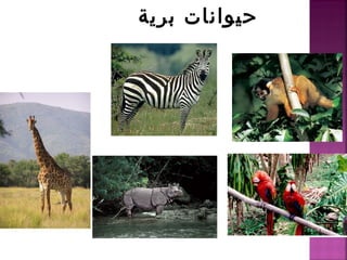 برية حيوانات