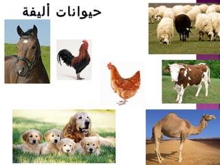 أليفة حيوانات