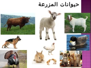المزرعة حيوانات