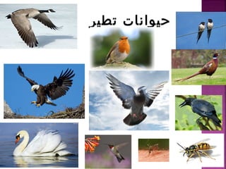 تطير حيوانات