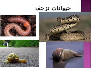 تزحف حيوانات