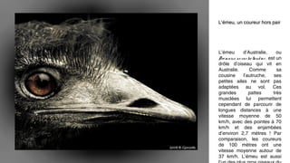 L’émeu, un coureur hors pairL’émeu, un coureur hors pair
L’émeu d’Australie, ou
Dro m aius no vae ho llandiae , est un
drôle d’oiseau qui vit en
Australie. Comme sa
cousine l’autruche, ses
petites ailes ne sont pas
adaptées au vol. Ces
grandes pattes très
musclées lui permettent
cependant de parcourir de
longues distances à une
vitesse moyenne de 50
km/h, avec des pointes à 70
km/h et des enjambées
d’environ 2,7 mètres ! Par
comparaison, les coureurs
de 100 mètres ont une
vitesse moyenne autour de
37 km/h. L’émeu est aussi
 