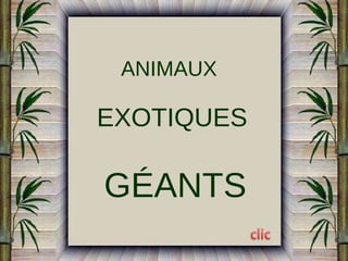 ANIMAUX

EXOTIQUES

GÉANTS

 